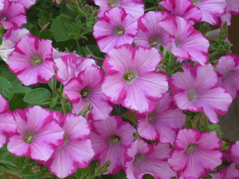 folyóspetúnia