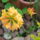 Kerti_azalea_1_1449161_3527_t