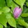 Kicsit_megkesett_magnolia_1449038_1118_t