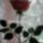Rozsa_1449683_2170_t