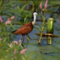 jacana