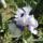 K_3____irisz_hey_loky_1440855_3972_t
