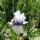 K_6_irisz__hey_loky_1440858_5250_t