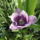 Kerti_viragok_4-012_1440152_6335_t