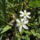 Kerti_viragok_4-013_1440182_5302_t