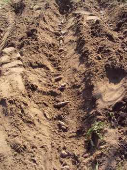 Kertünkből 2012