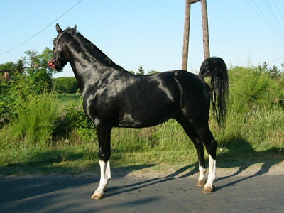 lovas kép 16
