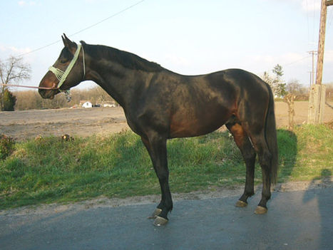 lovas kép 5