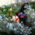 Pillangos_1440619_8289_t