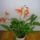 Viragzas___10-005_1404982_1755_t
