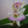 Viragzas___11-005_1404983_6955_t