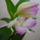 Viragzas___13-003_1404985_5687_t
