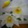 Viragzas___3-007_1404975_4557_t