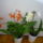 Viragzas___5-007_1404977_7486_t