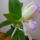 Viragzas___7-006_1404979_5497_t
