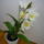 Viragzas___9-005_1404981_5511_t