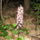 Bíboros kosbor - Orchis purpurea
