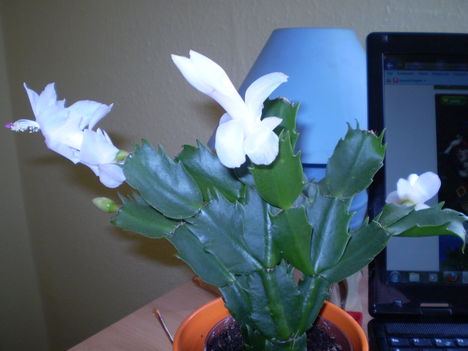 P1050288