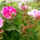 Viragaim_1-003_1451415_3053_t