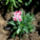 Viragaim_3-003_1451417_5876_t