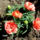 Viragaim_3_1451402_7958_t