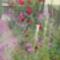 rozsa és a szúnyogvirág:)