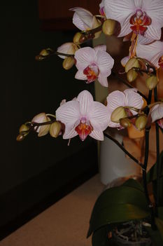 A lapuleveles orchideám