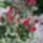 Anya_torpikeje_1454855_5036_t
