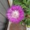 Centaurea - évelő búzavirág