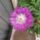 Centaurea__evelo_buzavirag_1454992_8329_t