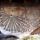 Csigavonalak_es_eletfak_13_1454240_3665_t
