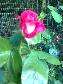 egy rózsaszál