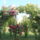 Futorozsaim_1454646_9944_t