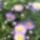 Kullorojt_1454868_9100_t