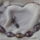 Lila_nyakek_fulcsivel_2_1454351_9066_t