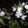 Olomvirag_1454256_7937_t