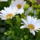 Padovai_margareta_1454986_3779_t