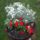 Pistikees_1454691_5727_t