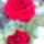 Rozsa_1454860_1724_t