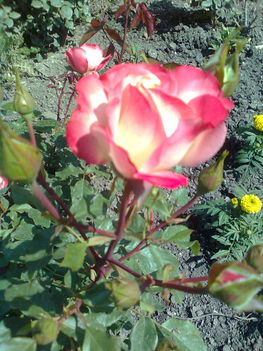 rózsaszál