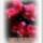 Tovabbi_szep_unnepet_1454012_3184_t