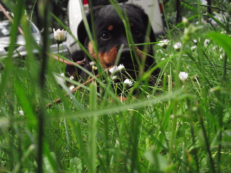 Zara ül a fűben