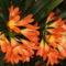 Clivia