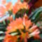 Clivia