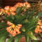 Clivia