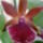 Orchidea-003_1455679_3879_t