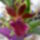 Orchidea-004_1455668_5126_t