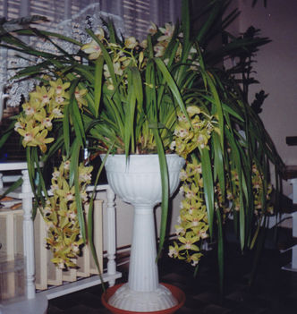 Orhidea a nappaliban