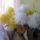 Szivoszal_viragok_2_1455368_3825_t