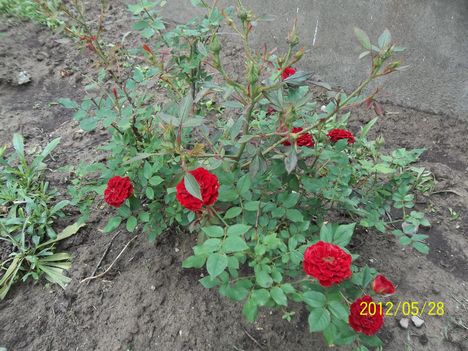 talajtakaró rózsa